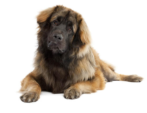 Leonberger dogs sales for adoption